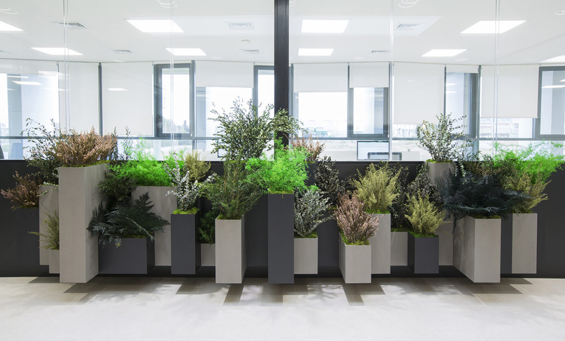 Biofilia en oficinas con jardineras a medida de plantas preservadas