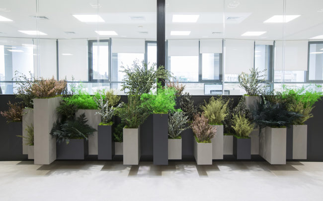 Biofilia en oficinas con jardineras a medida de plantas preservadas
